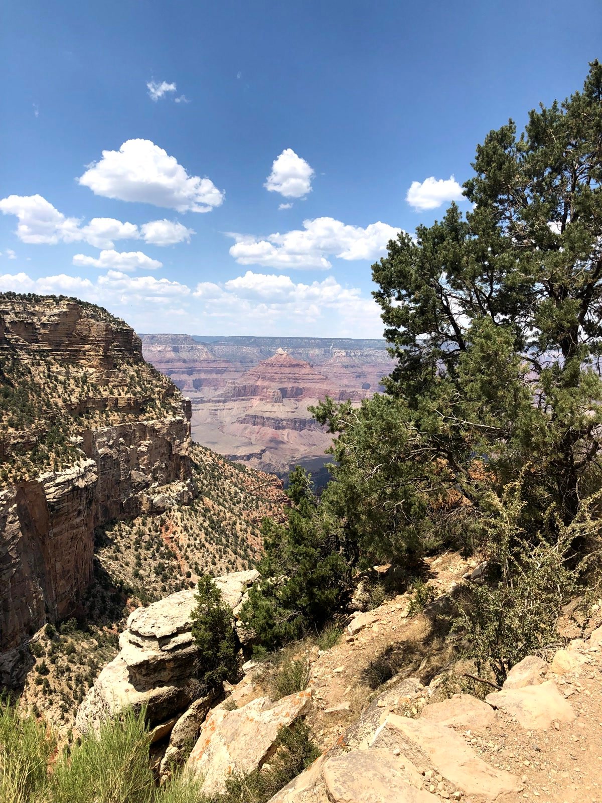 South Rim view of the Grand Canyon with pines along the overlook