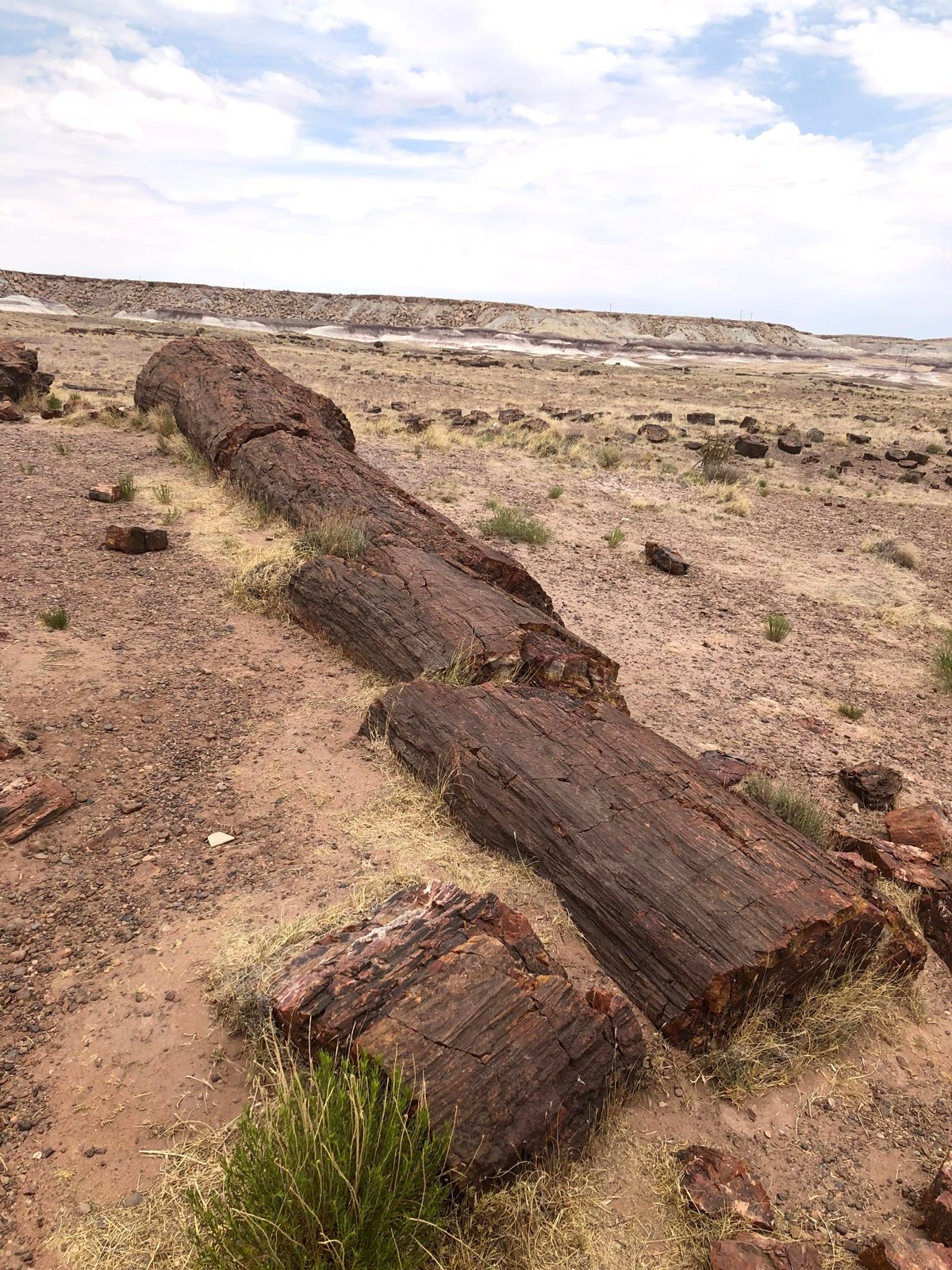 Large fractured petrified log segments in the desert