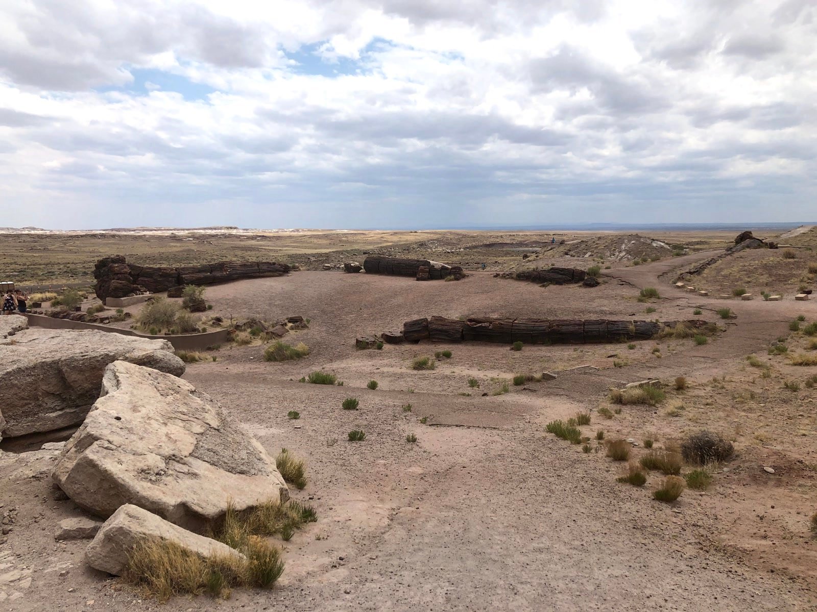 Segmented petrified wood logs along a desert trail