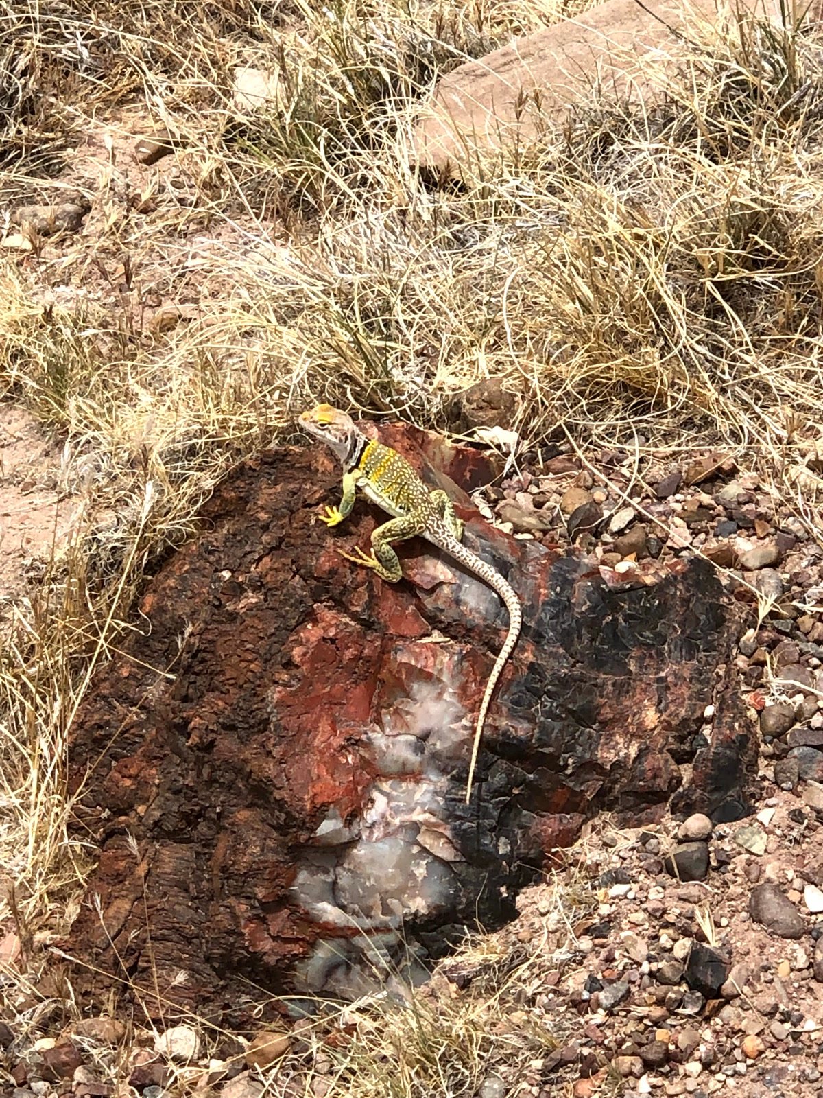 Colorful collared lizard resting on petrified wood