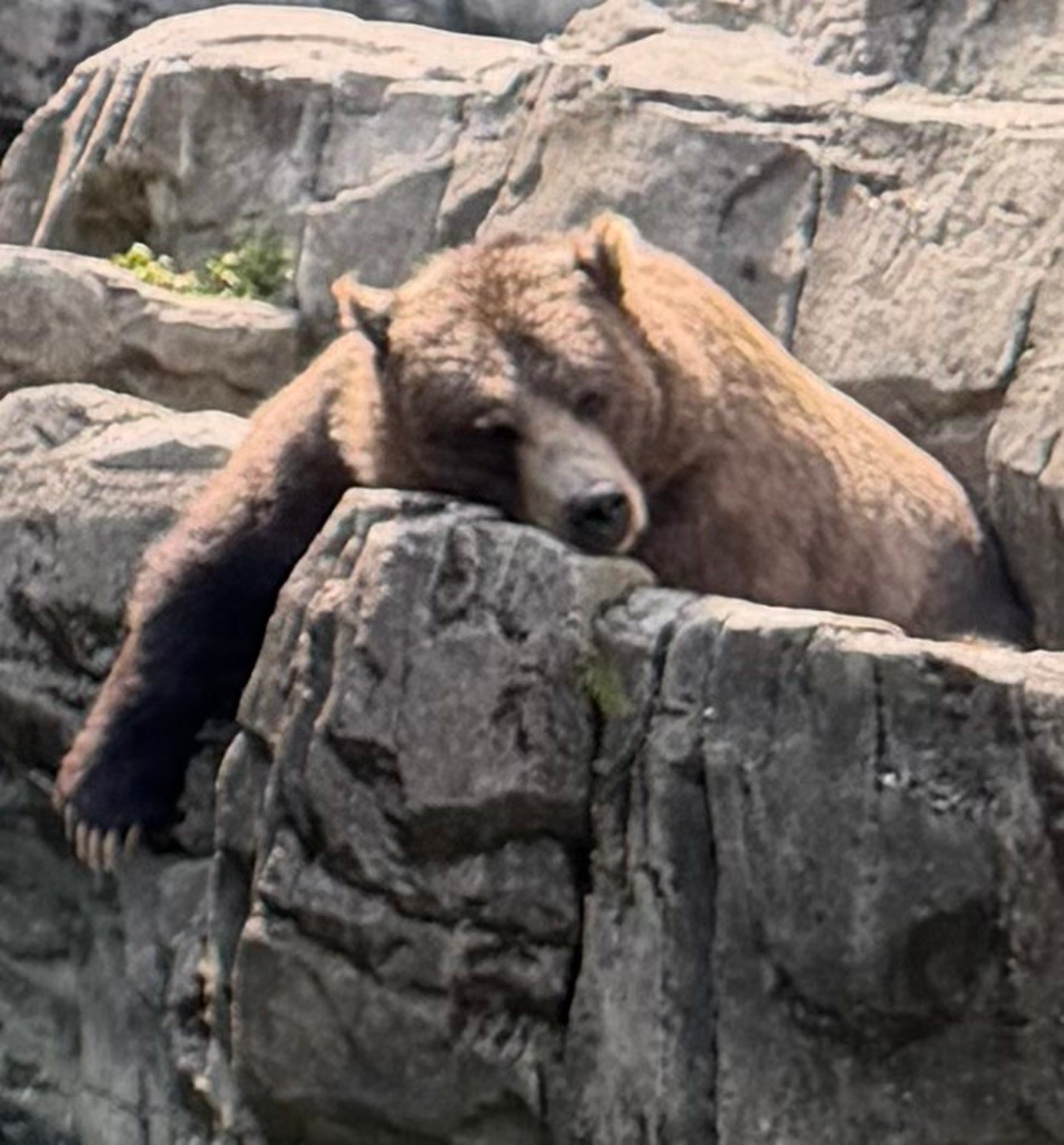 Brown bear resting at Central Park Zoo