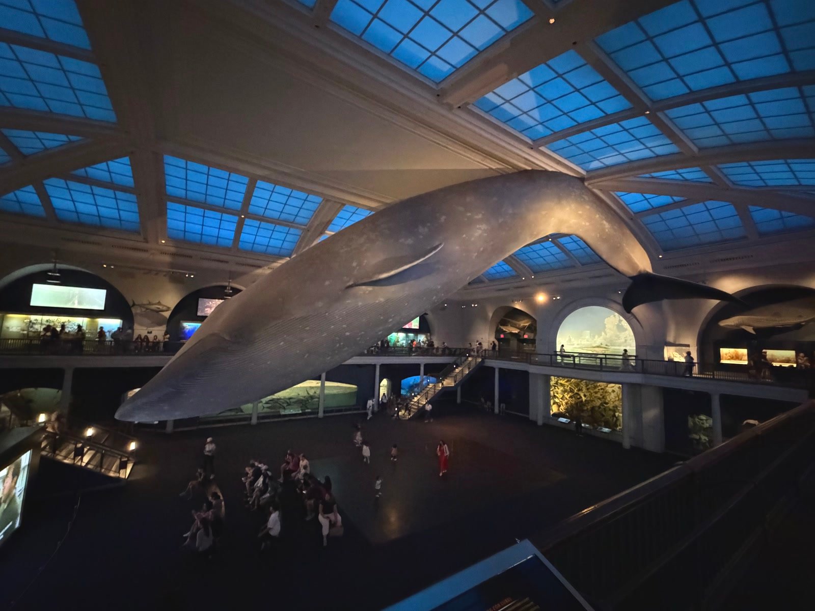 Blue whale model in the Hall of Ocean Life at the American Museum of Natural History